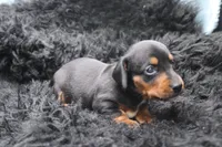 Rain, a female Miniature Dachshund for sale in Weaubleau, MO – 4 of 4