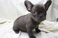 Carmela, a female French Bulldog for sale in Weaubleau, MO – 2 of 10