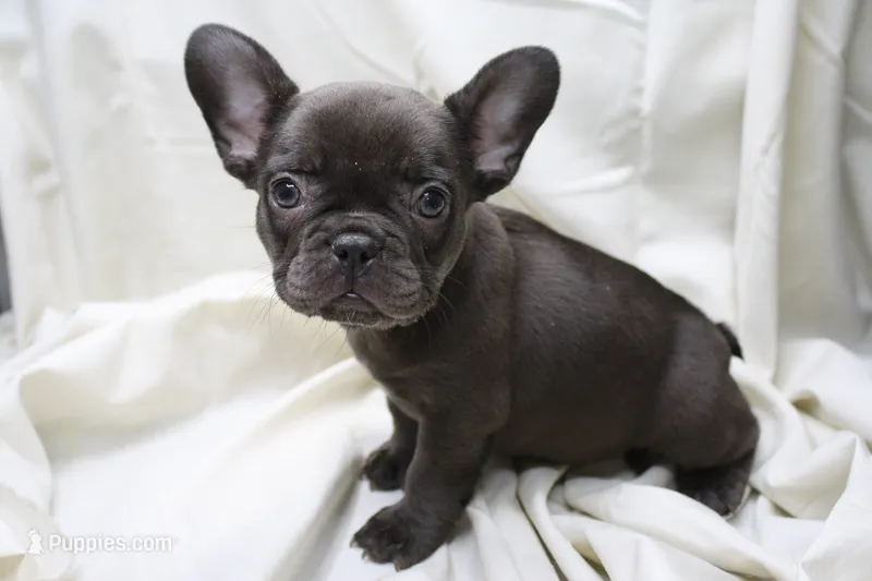 Carmela – French Bulldog puppy for sale in Weaubleau, MO