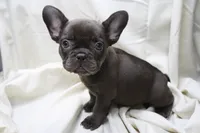Carmela, a female French Bulldog for sale in Weaubleau, MO – 1 of 10