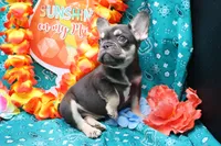 Ned, a male French Bulldog for sale in Weaubleau, MO – 6 of 9