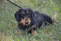 Buster, a male Dachshund and Miniature Dachshund for sale in Weaubleau, MO – Photo 1 of 6