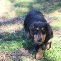 Buster Wire, a male Dachshund and Miniature Dachshund for sale in Weaubleau, MO – Photo 3 of 6