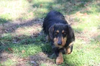 Buster, a male Dachshund and Miniature Dachshund for sale in Weaubleau, MO – Photo 3 of 6