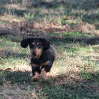 Buster Wire, a male Dachshund and Miniature Dachshund for sale in Weaubleau, MO – Photo 6 of 6