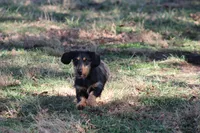 Buster, a male Dachshund and Miniature Dachshund for sale in Weaubleau, MO – Photo 6 of 6