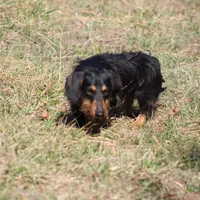 Buster Wire, a male Dachshund and Miniature Dachshund for sale in Weaubleau, MO – Photo 4 of 6