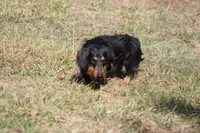Buster, a male Dachshund and Miniature Dachshund for sale in Weaubleau, MO – Photo 4 of 6