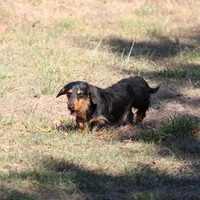 Buster Wire, a male Dachshund and Miniature Dachshund for sale in Weaubleau, MO – Photo 5 of 6