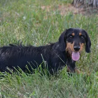 Buster Wire, a male Dachshund and Miniature Dachshund for sale in Weaubleau, MO – Photo 2 of 6