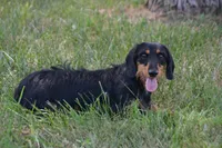 Buster, a male Dachshund and Miniature Dachshund for sale in Weaubleau, MO – Photo 2 of 6