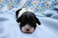 Tucker, a male Cavalier King Charles Spaniel for sale in Weaubleau, MO – 3 of 8