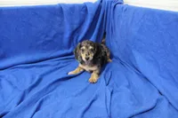 Sully, a male Miniature Dachshund for sale in Weaubleau, MO – 8 of 10
