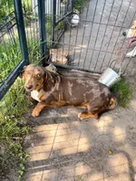 Axel, a male Dachshund for sale in Weaubleau, MO – 3 of 3