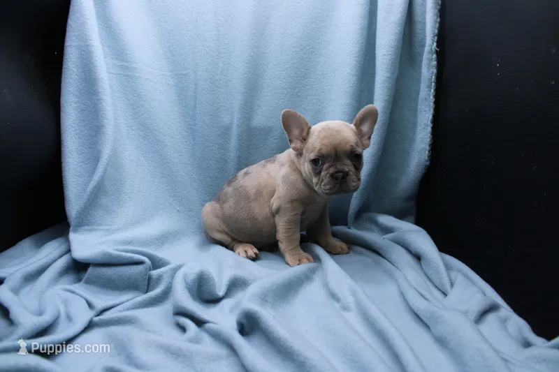 Peyton – French Bulldog puppy for sale in Weaubleau, MO