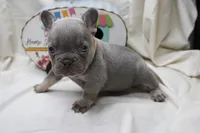 Roxi, a female French Bulldog for sale in Weaubleau, MO – 1 of 5
