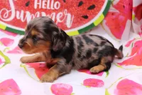 Sami, a male Miniature Dachshund for sale in Weaubleau, MO – 2 of 10