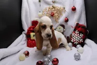 processed/9e6cb589-a66f-4f74-b7de-ec4f6e49bef0/listing/14dbf909-37a1-4626-b086-9b2c7e25a0eb/7c7a9338-e929-44ab-b2e0-b46823c72913