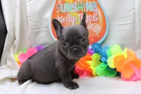 Carmela, a female French Bulldog for sale in Weaubleau, MO – 9 of 10