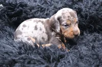 Quigley, a male Miniature Dachshund for sale in Weaubleau, MO – 4 of 4