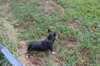 Noble, a male French Bulldog for sale in Weaubleau, MO – 10 of 10