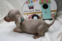 Parker, a male Miniature Dachshund for sale in Weaubleau, MO – 6 of 9