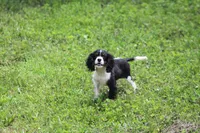 Tobin, a male Cavalier King Charles Spaniel for sale in Weaubleau, MO – 3 of 8