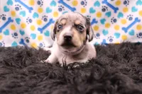 Sagan, a male Miniature Dachshund for sale in Weaubleau, MO – 9 of 9