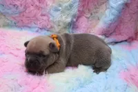 Pat, a male French Bulldog for sale in Weaubleau, MO – 5 of 8