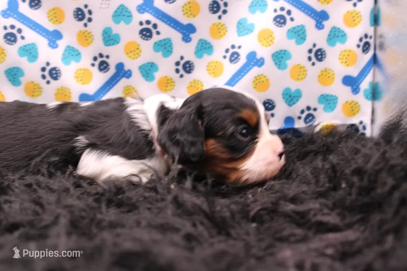 Tinsley – Cavalier King Charles Spaniel puppy for sale in Weaubleau, MO