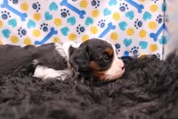 Tinsley, a female Cavalier King Charles Spaniel for sale in Weaubleau, MO – 1 of 9