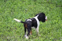 Tobin, a male Cavalier King Charles Spaniel for sale in Weaubleau, MO – 4 of 8