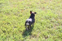 Ned, a male French Bulldog for sale in Weaubleau, MO – 7 of 9