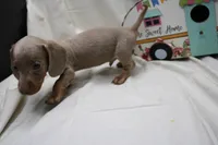 Parker, a male Miniature Dachshund for sale in Weaubleau, MO – 3 of 9
