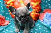 Pablo, a male French Bulldog for sale in Weaubleau, MO – 4 of 6