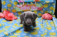 Whimsy, a female Miniature Dachshund for sale in Weaubleau, MO – 10 of 10