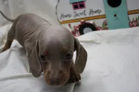 Polly, a female Miniature Dachshund for sale in Weaubleau, MO – 5 of 10