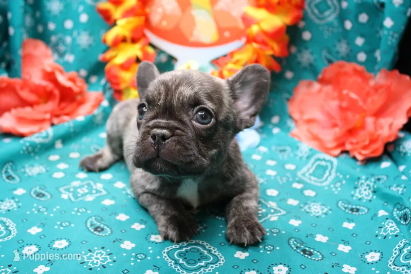 Pietro, a male French Bulldog for sale in Weaubleau, MO – 1 of 6