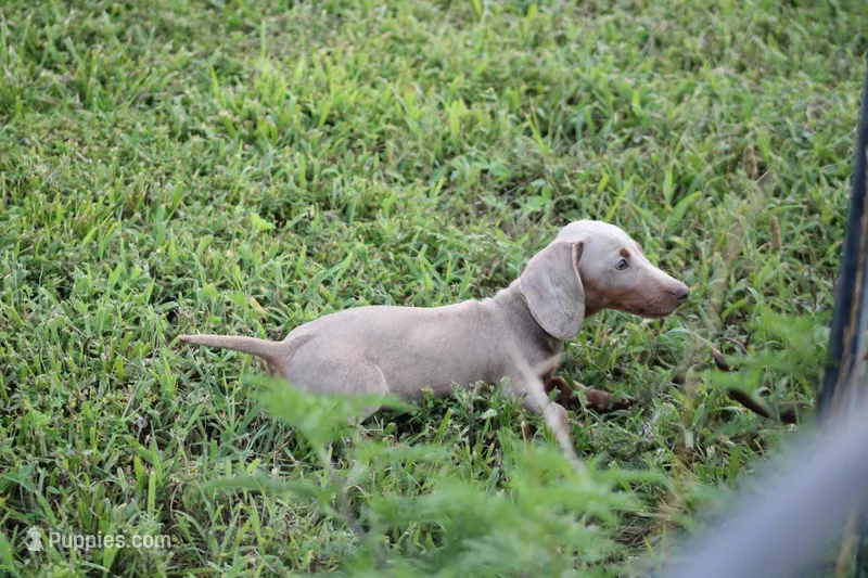 Parker – Miniature Dachshund puppy for sale in Weaubleau, MO