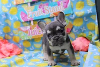 Nathe, a male French Bulldog for sale in Weaubleau, MO – 3 of 10