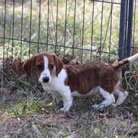 Atlas Wire, a male Miniature Dachshund for sale in Weaubleau, MO – Photo 1 of 10