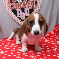 Atlas Wire, a male Miniature Dachshund for sale in Weaubleau, MO – Photo 8 of 10