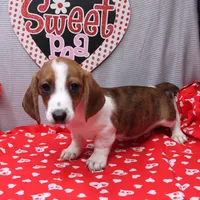 Atlas Wire, a male Miniature Dachshund for sale in Weaubleau, MO – Photo 10 of 10