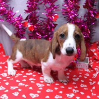 Atlas Wire, a male Miniature Dachshund for sale in Weaubleau, MO – Photo 5 of 10