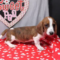 Atlas Wire, a male Miniature Dachshund for sale in Weaubleau, MO – Photo 9 of 10