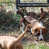 Atlas Wire, a male Miniature Dachshund for sale in Weaubleau, MO – Photo 3 of 10