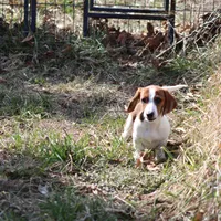 Atlas Wire, a male Miniature Dachshund for sale in Weaubleau, MO – Photo 4 of 10