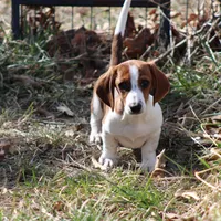 Atlas Wire, a male Miniature Dachshund for sale in Weaubleau, MO – Photo 2 of 10