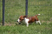 Atlas, a male Miniature Dachshund for sale in Weaubleau, MO – Photo 2 of 10