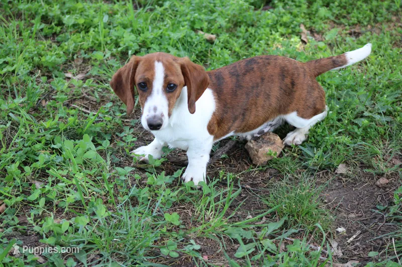 Atlas Wire – Miniature Dachshund puppy for sale in Weaubleau, MO